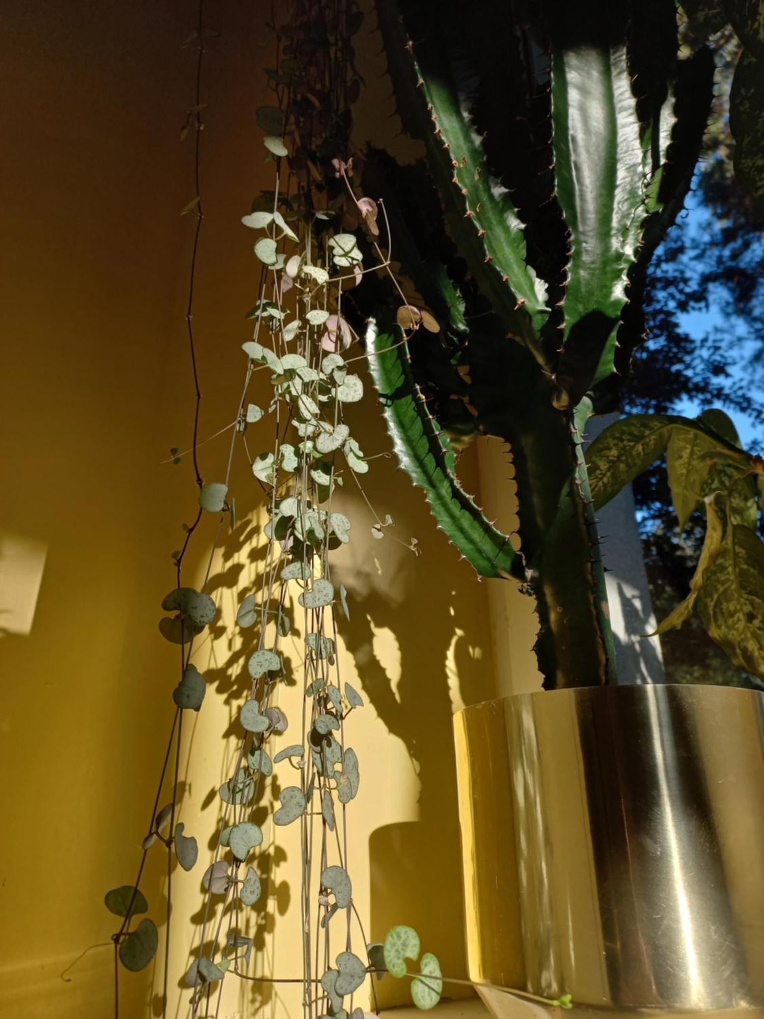 Apartament Greenthumb Praska Kraków
