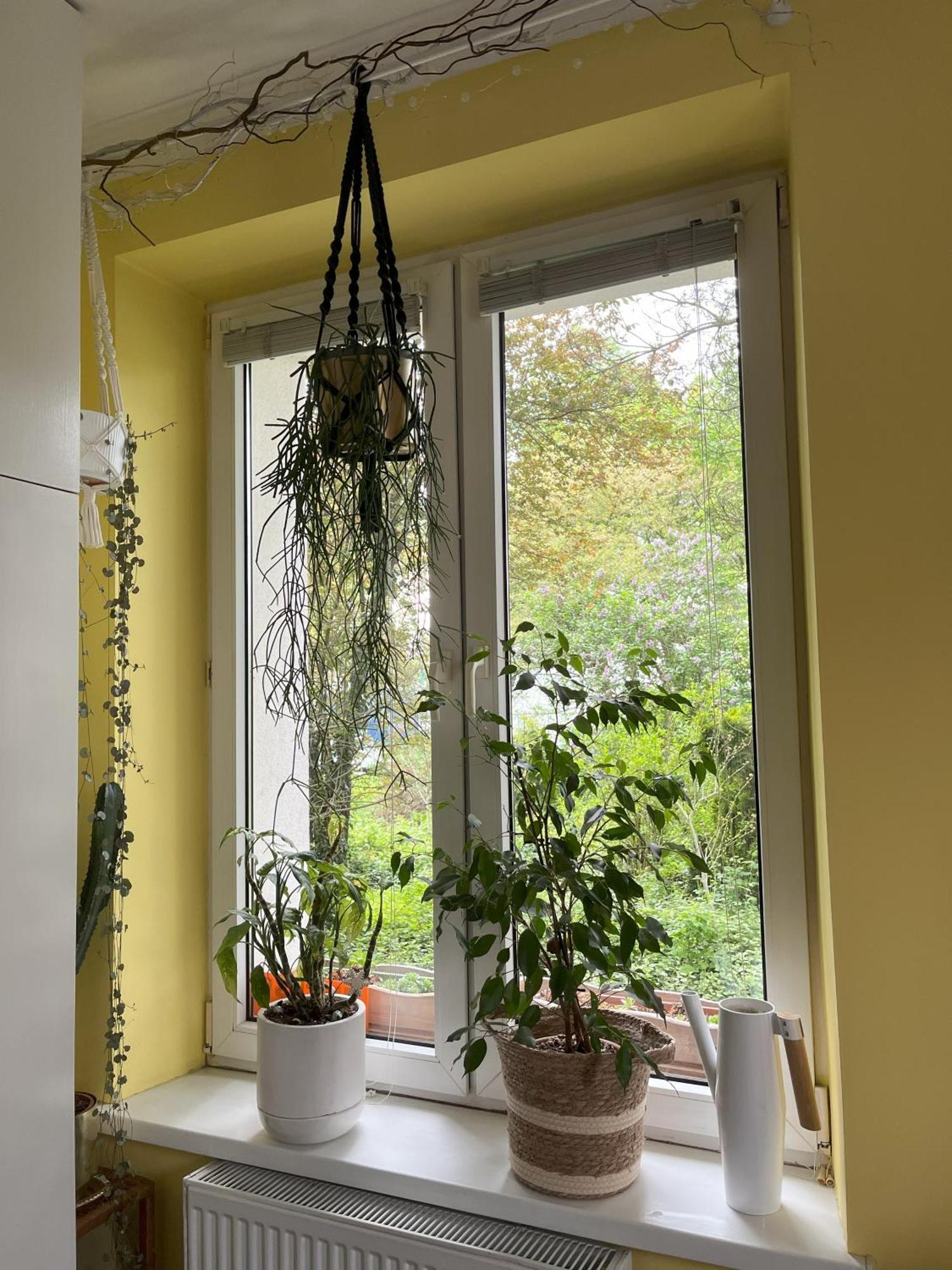 Greenthumb Praska Apartament