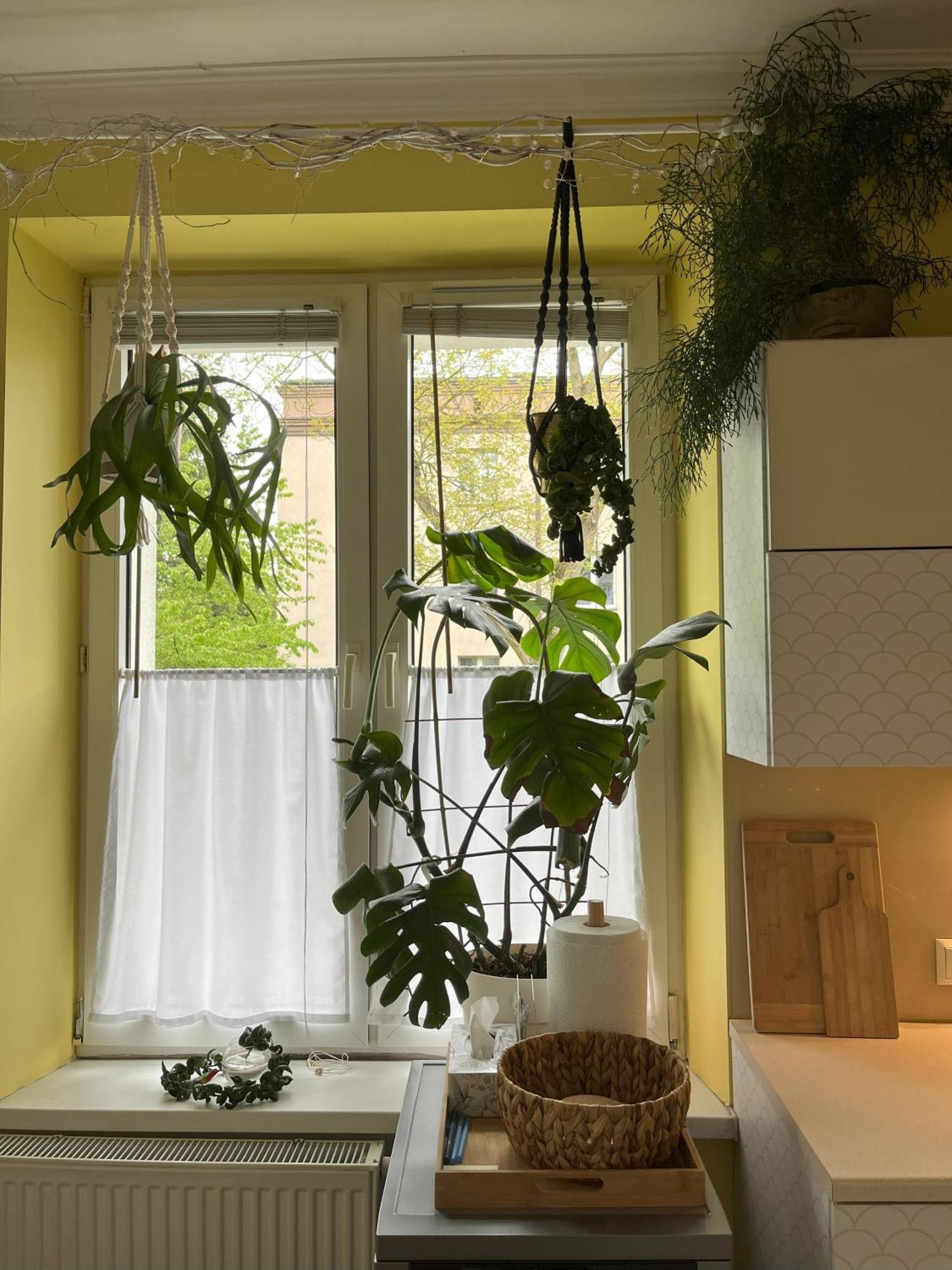 Greenthumb Praska Apartament