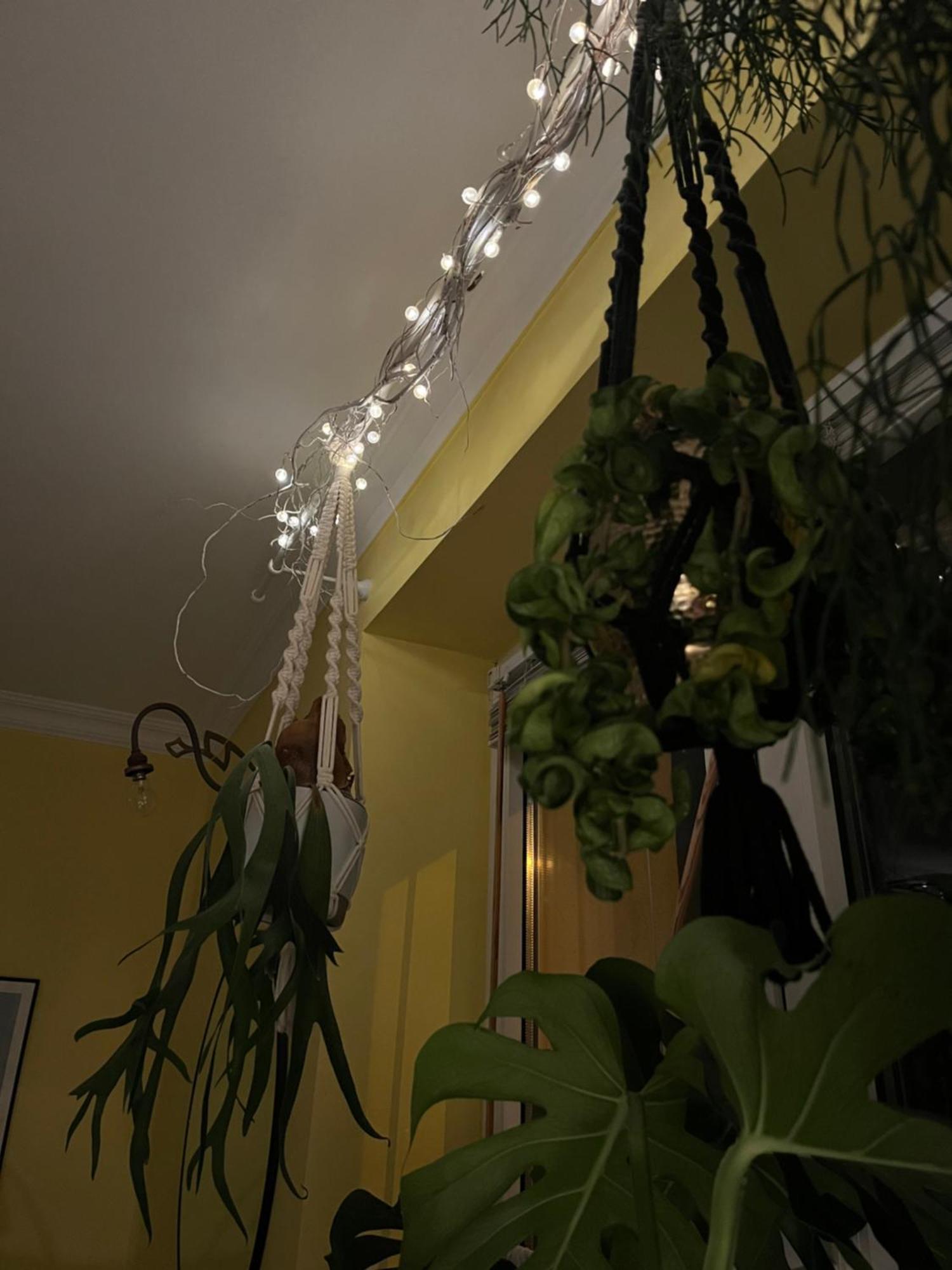 Apartament Greenthumb Praska