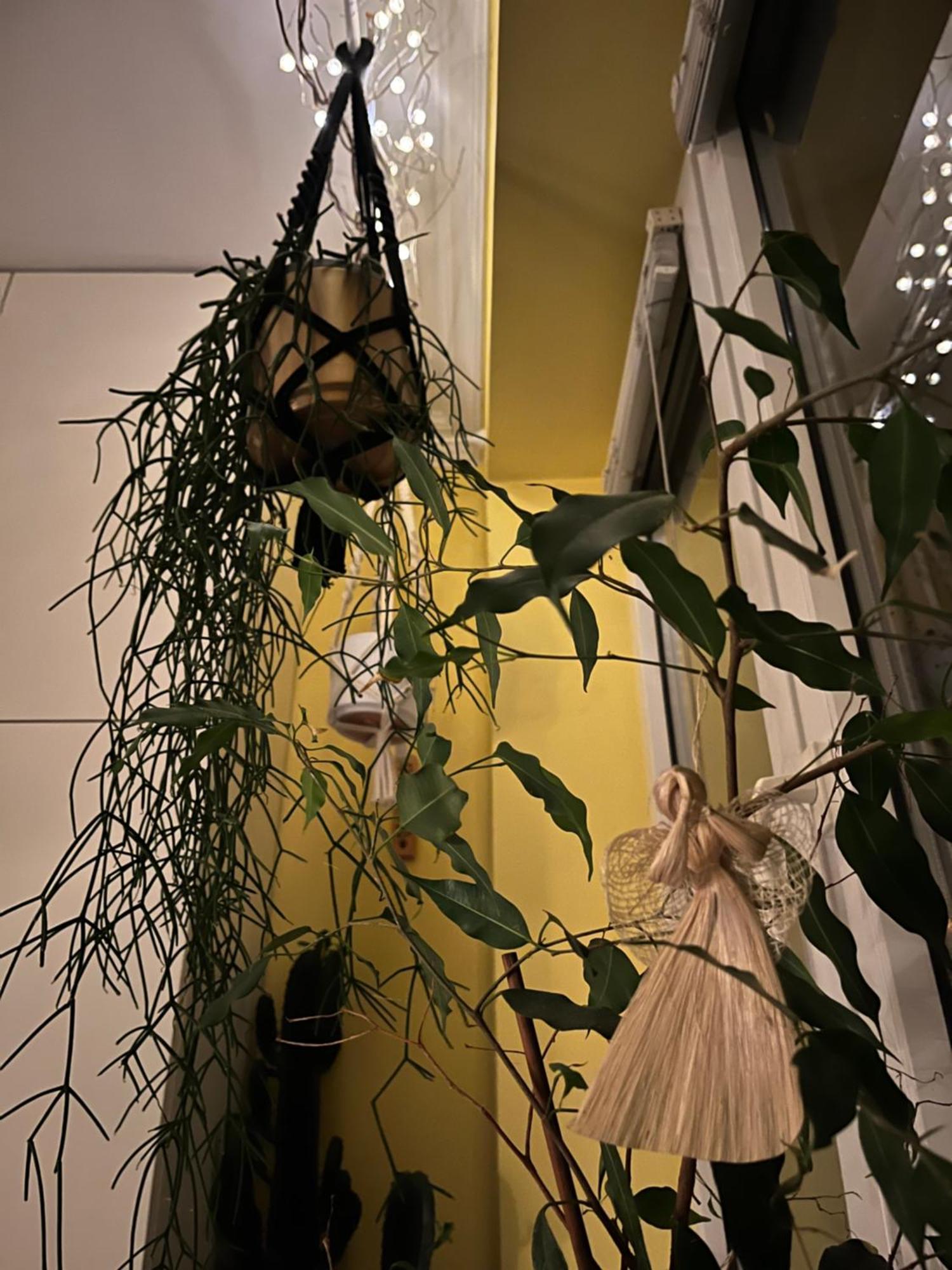 Apartament Greenthumb Praska *